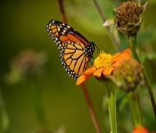 2020 09 13 LongFellowGardens 035